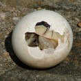 /album/fotogaleria1/huevo-de-tortuga-jpg/